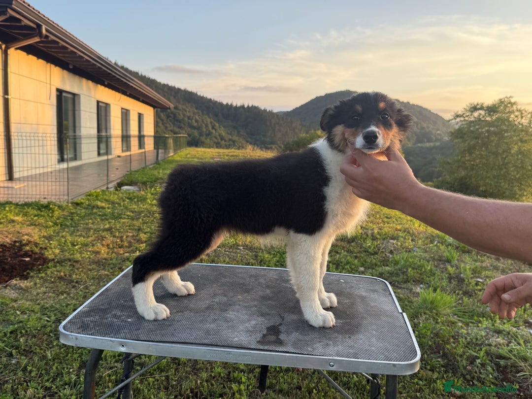 Pastor Australiano perros en venta: Preciosos cachorros de Pastor Australino  - Imagen 11