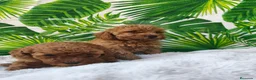 Caniche Toy perros en venta: Espectacular caniche toy en Barcelona - Anuncio 11