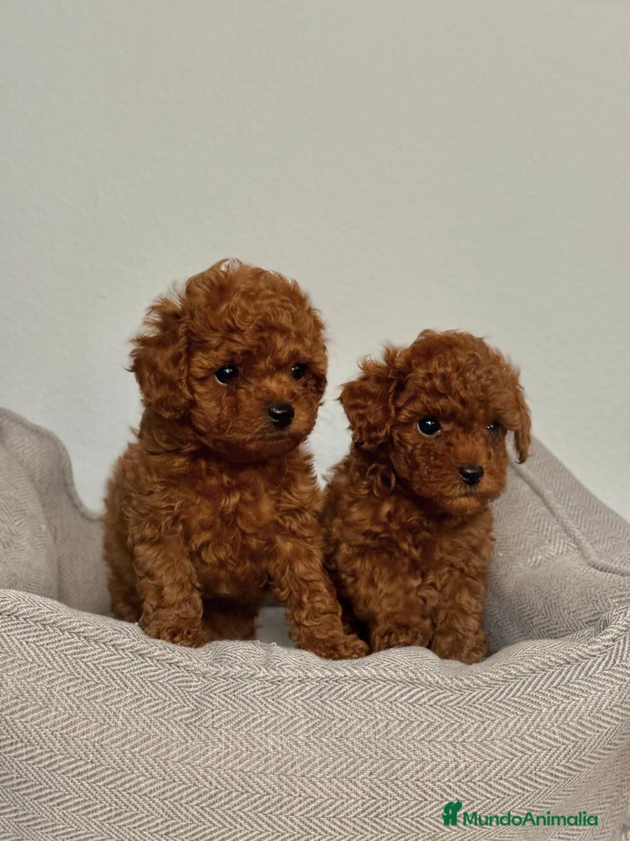 Caniche Toy perros CANICHE TOY CACHORROS - Anuncio 1
