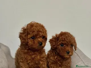 Caniche Toy perros CANICHE TOY CACHORROS - Anuncio 1