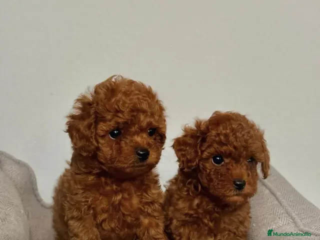 Caniche Toy perros en venta: CANICHE TOY ROJO - Anuncio 1