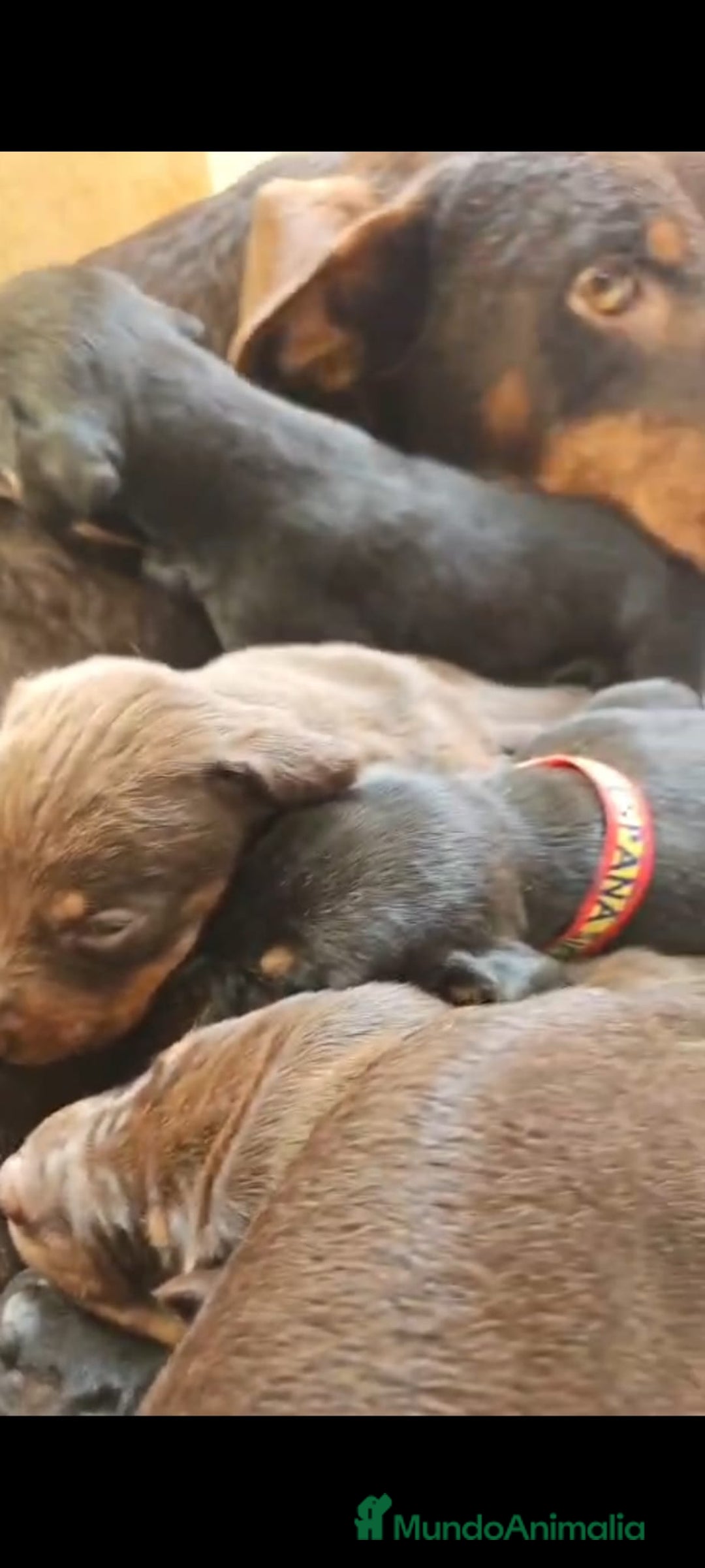 Dobermann perros en venta: Doberman  - Anuncio 5