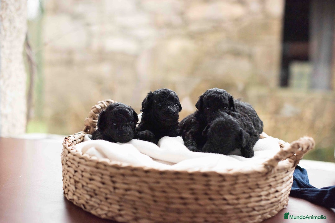 Caniche Toy perros en venta: Caniche toy negros - Anuncio 8