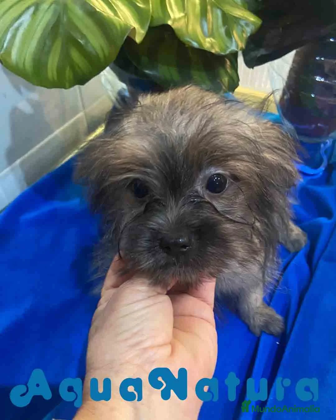 Raza Mixta perros en venta: Havapom Macho de Kyi Junior 4564 AQUANATURA - Anuncio 4