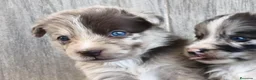 Raza Mixta perros en venta: BORDERPOM (BORDER COLLIE + POMERANIA) MACHOS - Anuncio 4