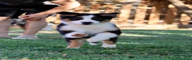 Hembra