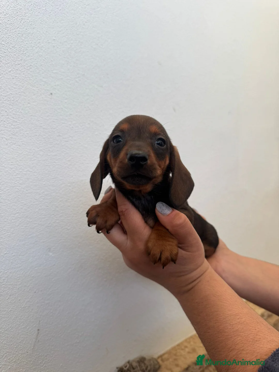 Teckel Miniatura perros en venta: Teckel miniatura - Anuncio 2