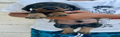 Teckel 2