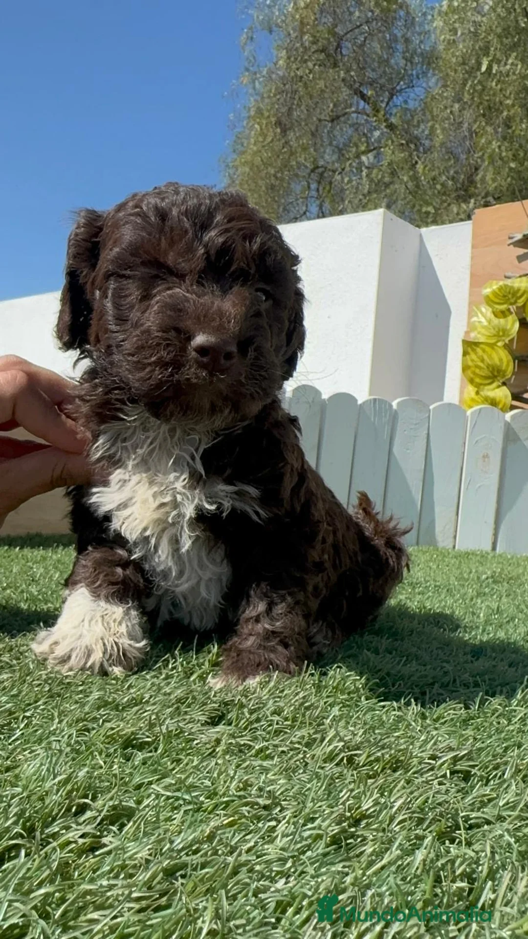 Perro de Agua Español perros en venta: PERRO DE AGUA  - Anuncio 1