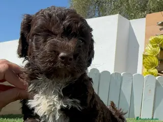 Perro de Agua Español perros PERRO DE AGUA - Anuncio 1