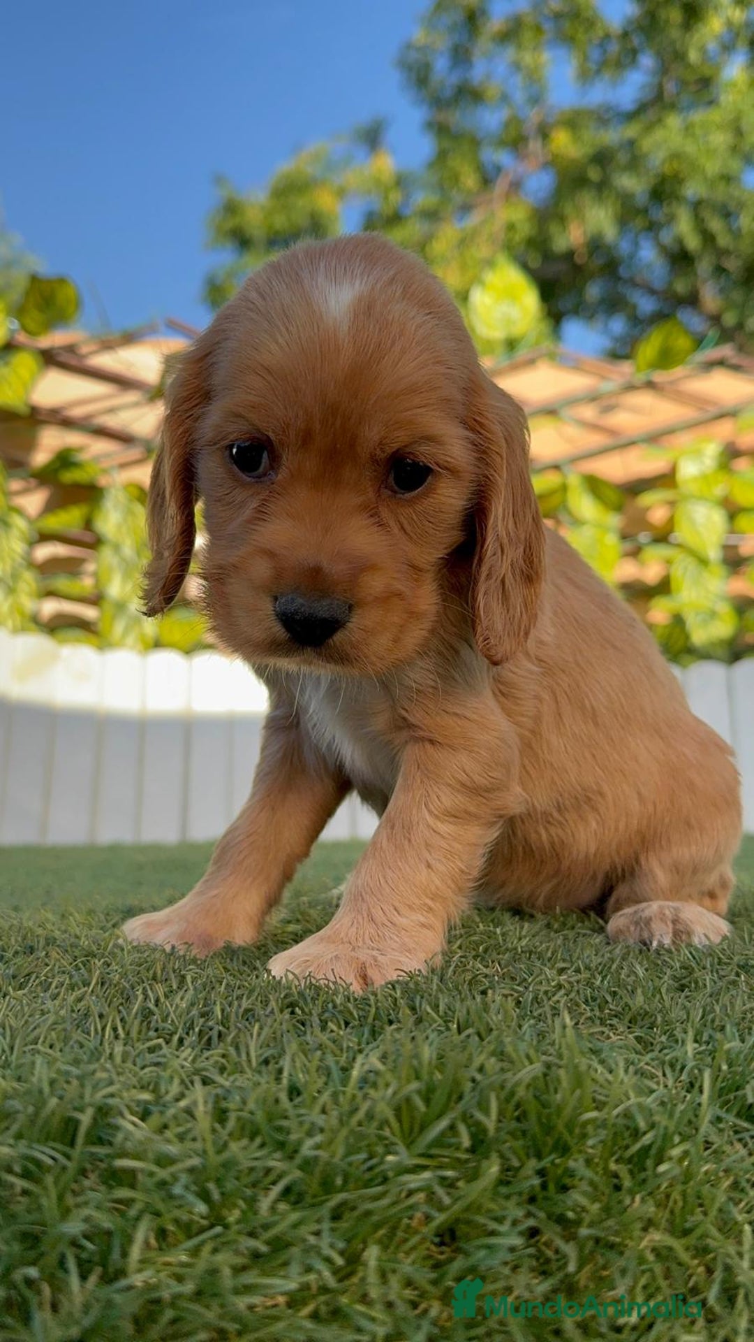 Cocker Spaniel Inglés perros en venta: COCKER SPANIEL INGLES HEMBRA - Imagen 2