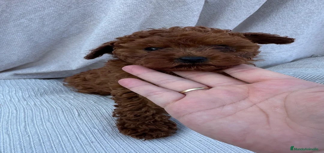 Imagen de galería {{count}}