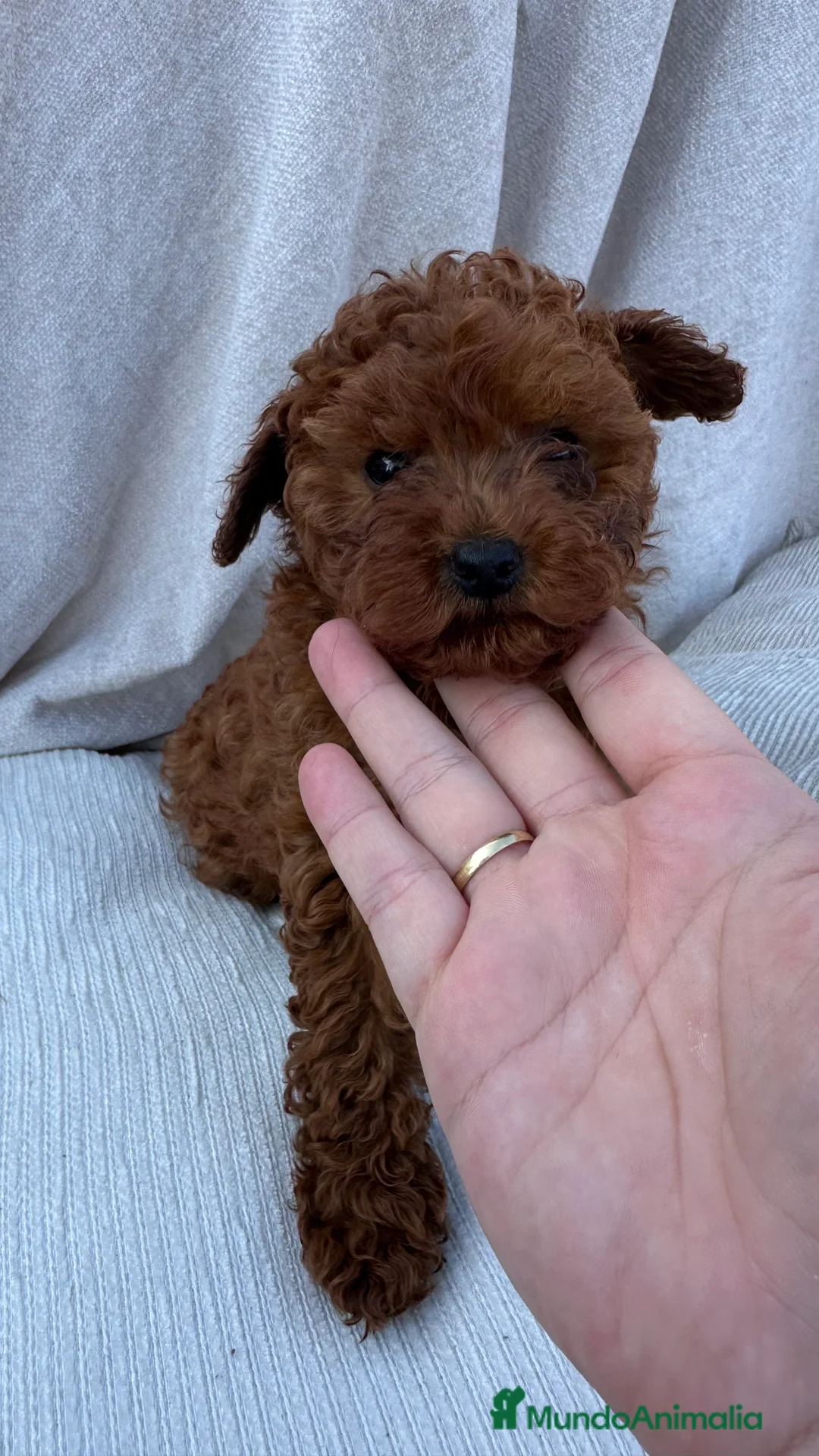 Imagen de galería {{count}}