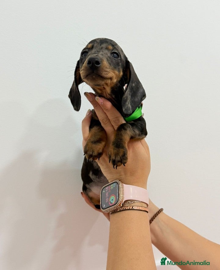 Teckel perros Cachorro teckel arlequín plata miniatura  - Anuncio 4