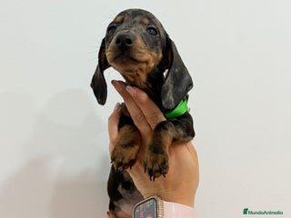 Teckel perros Cachorro teckel arlequín plata miniatura - Anuncio 3