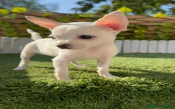 Chihuahua perros en venta: CHIHUAHUA HEMBRA BLANCA - Imagen 12
