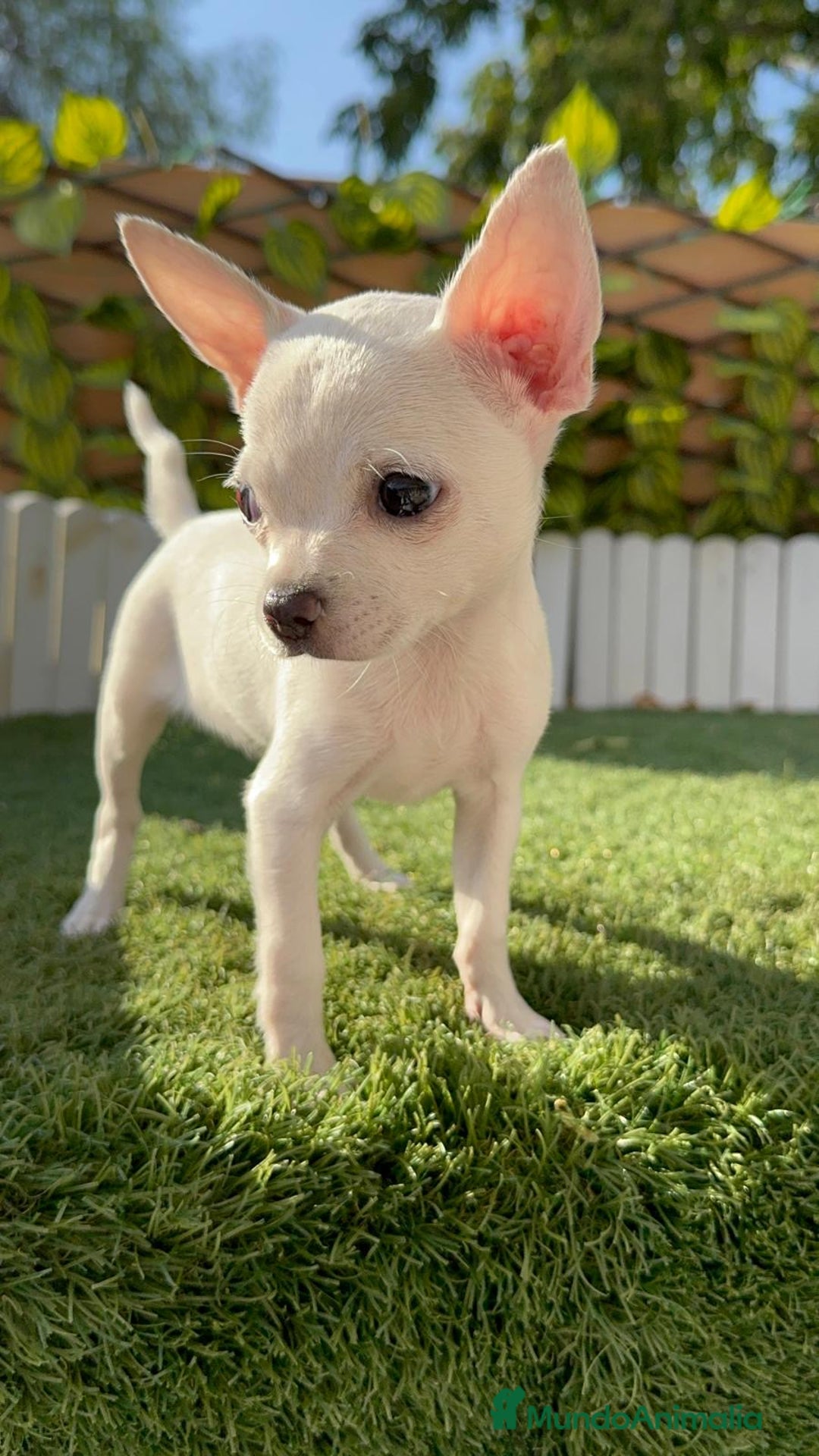 Chihuahua perros en venta: CHIHUAHUA HEMBRA BLANCA - Imagen 12