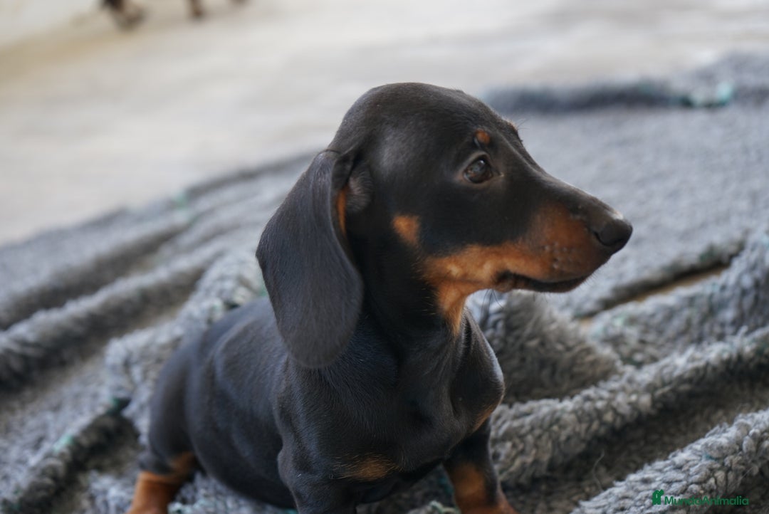 Teckel Miniatura perros en venta: 🐾 CONOCE A GINA UNA PEQUEÑA TECKEL MINIATURA 🖤 - Imagen 10