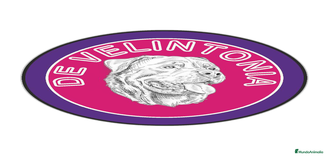 Imagen de galería {{count}}