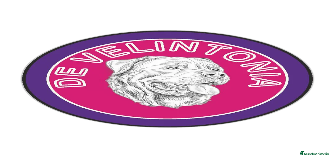 Imagen de galería {{count}}