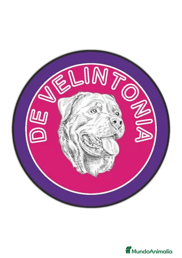 Imagen de galería {{count}}