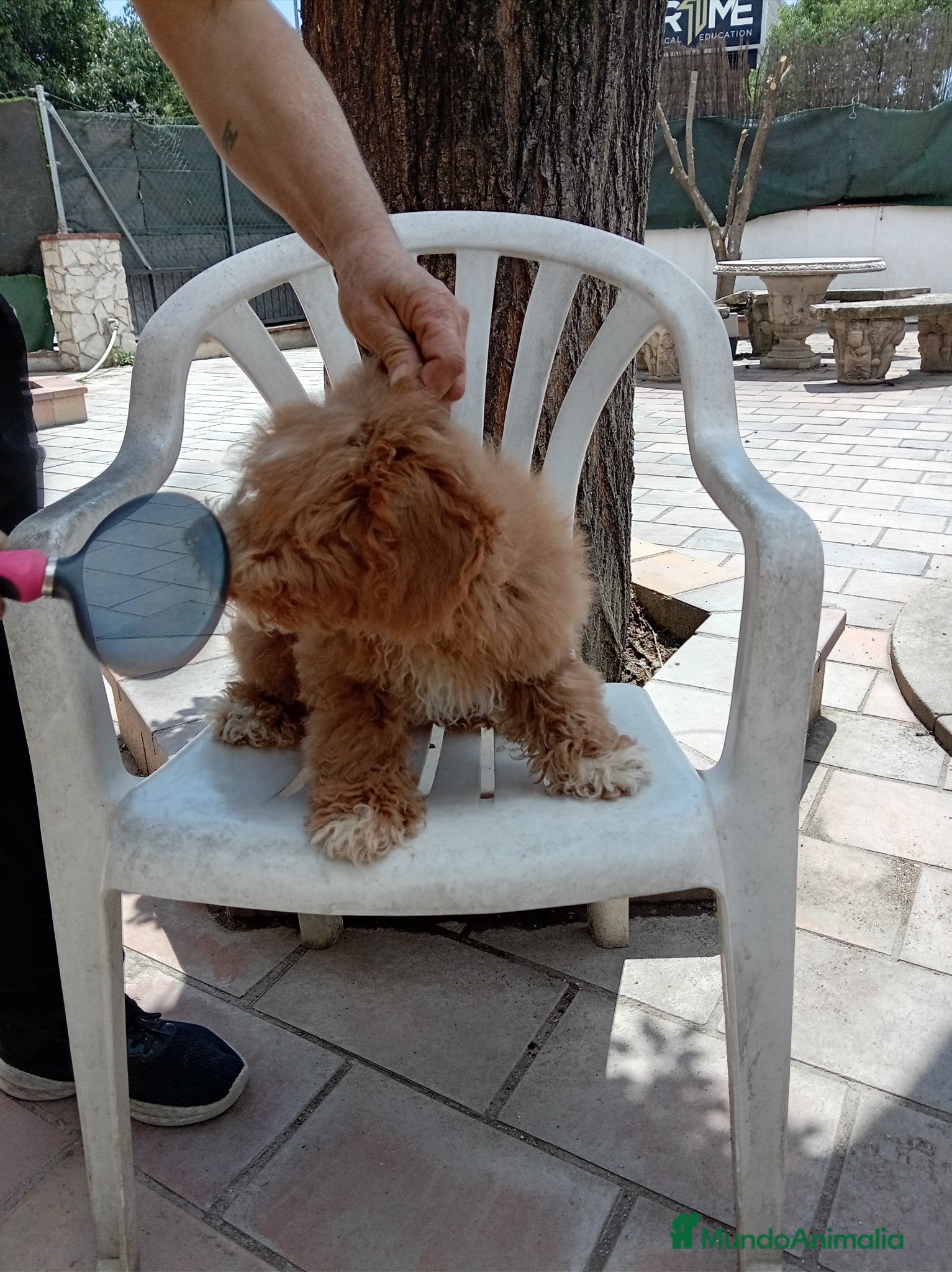 Caniche Enano perros en venta: Caniche enano - Anuncio 3