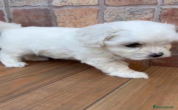 Bichón Maltés perros - Propaganda 3