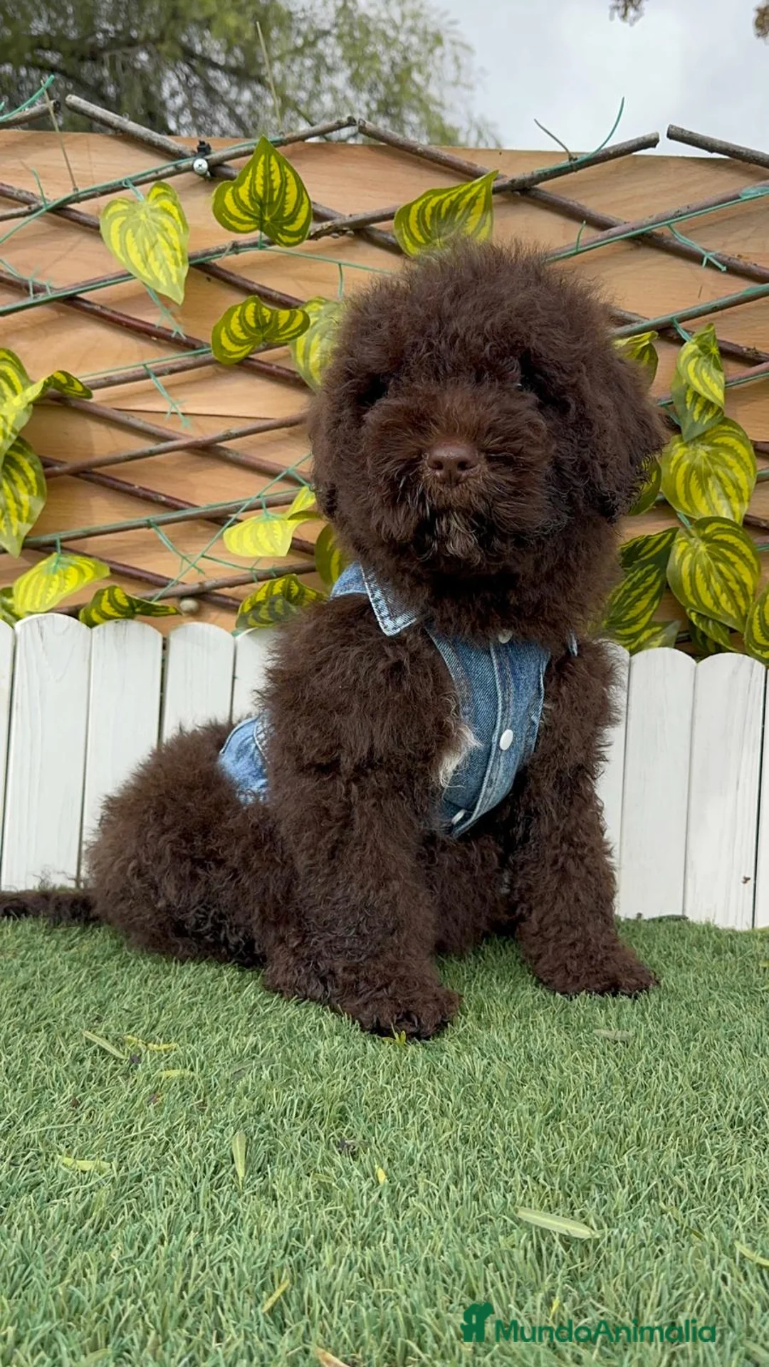 Perro de Agua Español perros en venta: PERRO DE AGUA ESPAÑOL - Anuncio 13