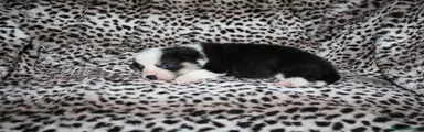 Welsh Corgi Pembroke 1