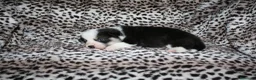 Welsh Corgi Pembroke perros en venta: Camada Welsh Corgi Pembroke - Anuncio 5