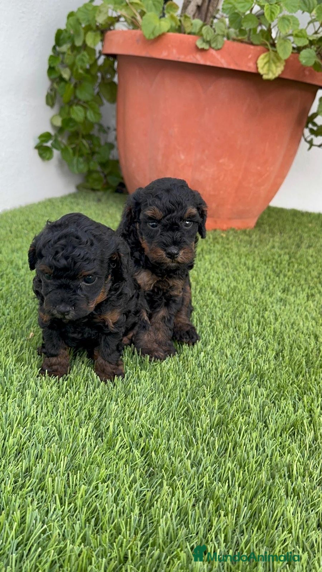 Caniche Toy perros en venta: CANICHE TOY HEMBRA - Imagen 12