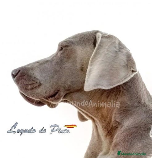 Imagen de galería {{count}}