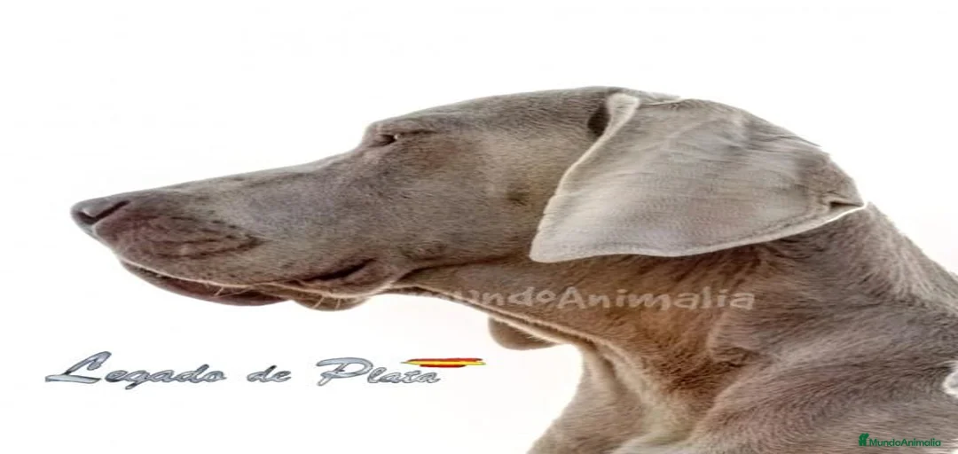 Imagen de galería {{count}}