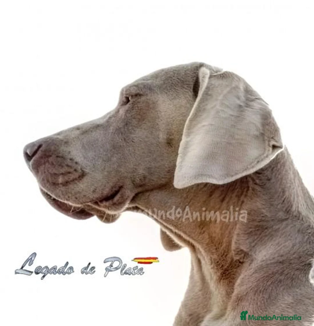 Imagen de galería {{count}}