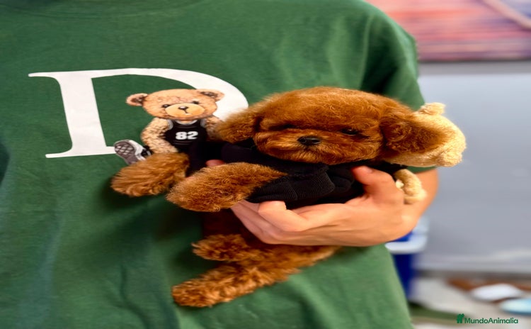 Caniche Toy perros - Anuncio 4