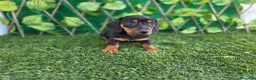Teckel Miniatura perros en venta: TECKEL MINI & KANNINCHEN NEGRO FUEGO - Anuncio 2