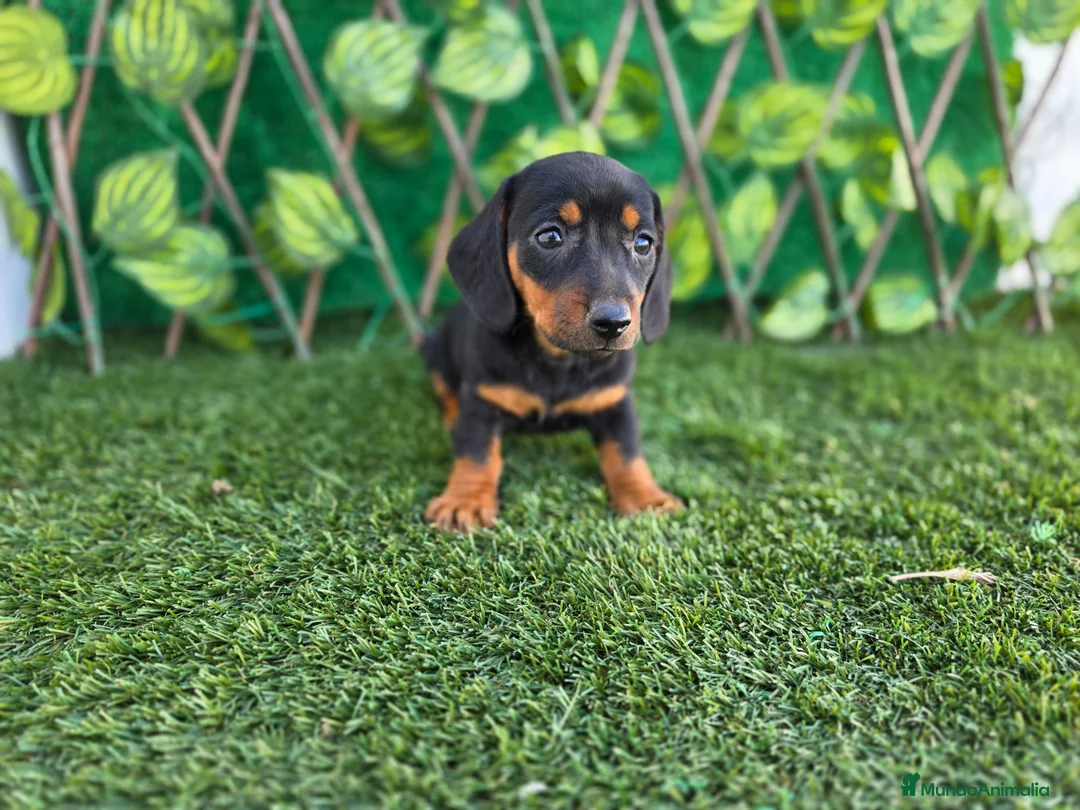 Teckel Miniatura perros en venta: TECKEL MINI & KANNINCHEN NEGRO FUEGO - Anuncio 2