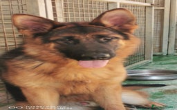 Pastor Alemán perros en venta: Cachorras pastor alemán, pedigre en Pontevedra - Imagen 6