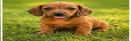 Teckel perros en venta: PRECIO REAL - TECKEL KANINCHEN CIUDAD REAL  - Anuncio 3