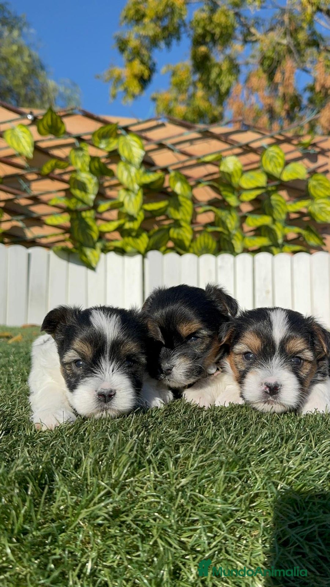 Yorkshire Terrier perros en venta: YORKSHIRE TERRIER BIEWER - Anuncio 5