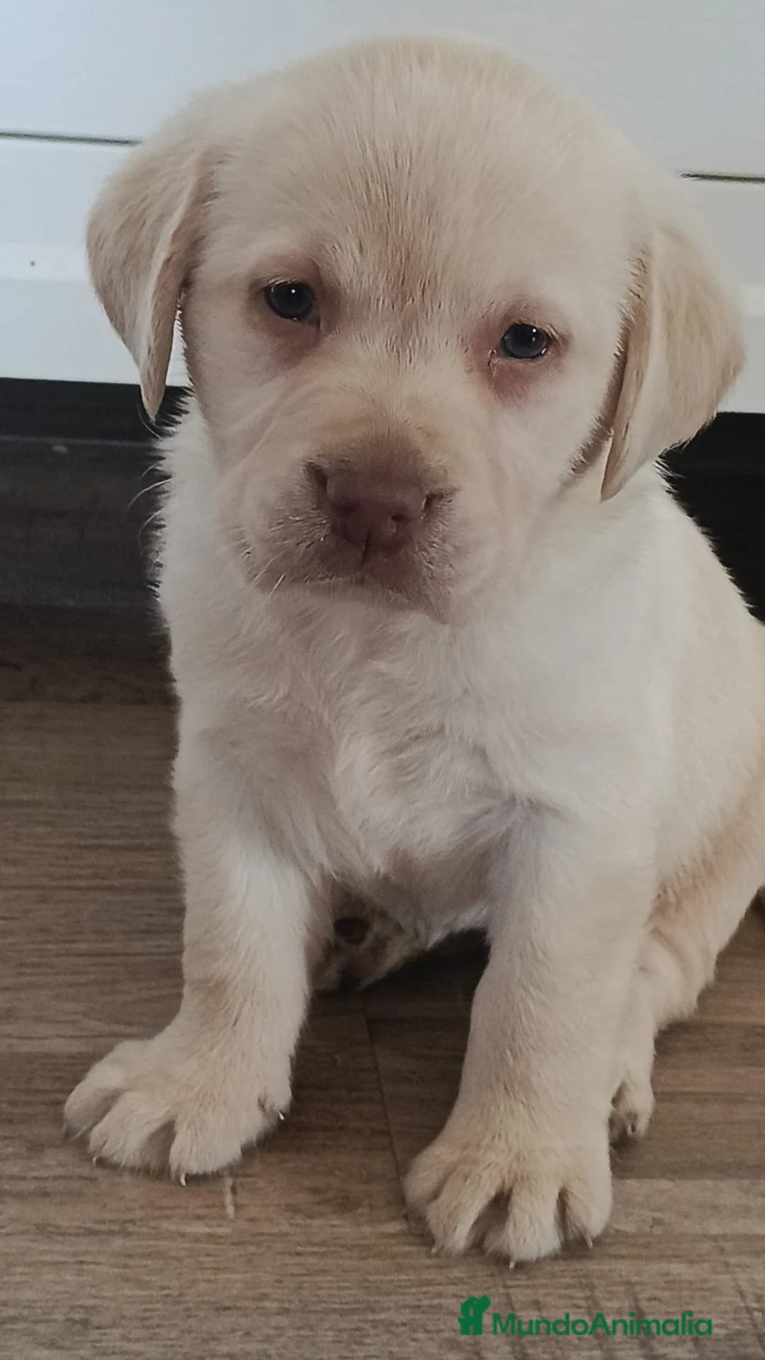 Labrador Retriever perros en venta: Camada de labrador retriever dorados 🔥🐶🐾 - Anuncio 1