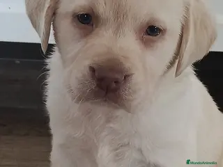 Labrador Retriever perros Camada de labrador retriever dorados 🔥🐶🐾 - Anuncio 24