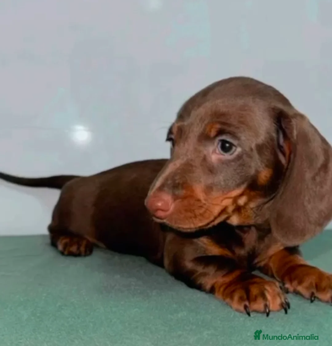 Teckel Miniatura perros en venta: Teckel kaninchen minis  - Anuncio 1