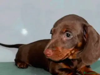 Teckel Miniatura perros Teckel kaninchen minis - Anuncio 1