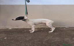 Whippet perros en venta: Cachorros de Whippet  - Imagen 2
