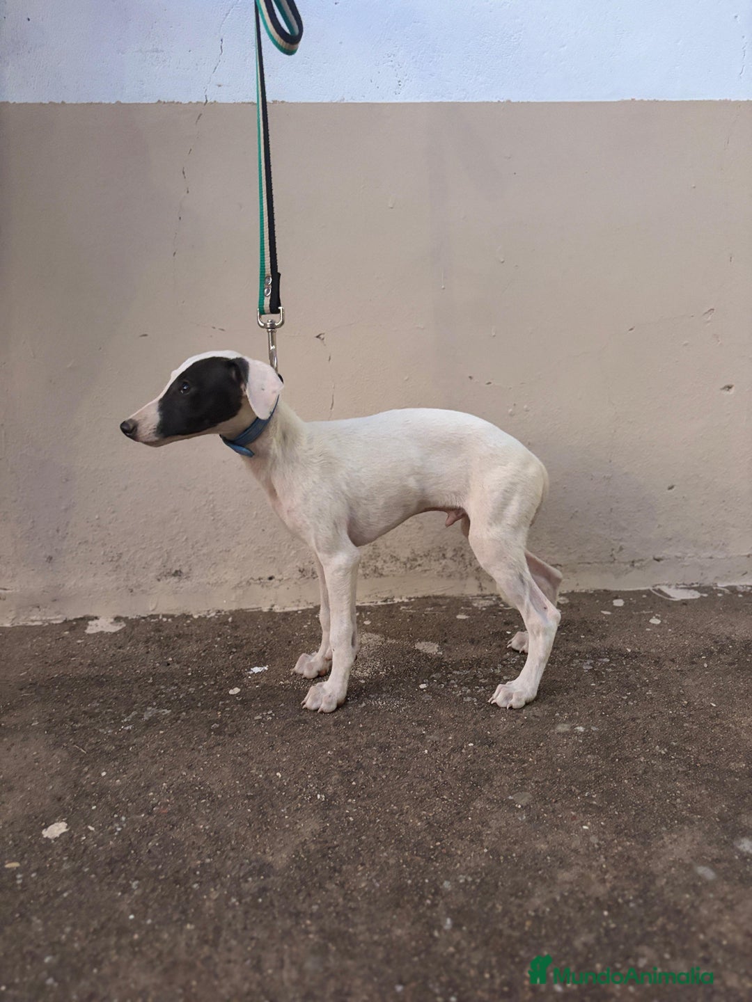 Whippet perros en venta: Cachorros de Whippet  - Imagen 2