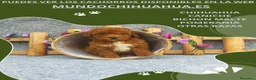 Caniche Toy perros en venta: PRECIOSOS CANICHE  ROJO LINEA TOY - Anuncio 13