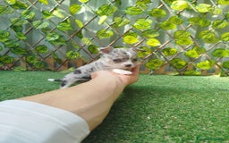 Chihuahua perros en venta: Chihuahua toy  - Anuncio 3