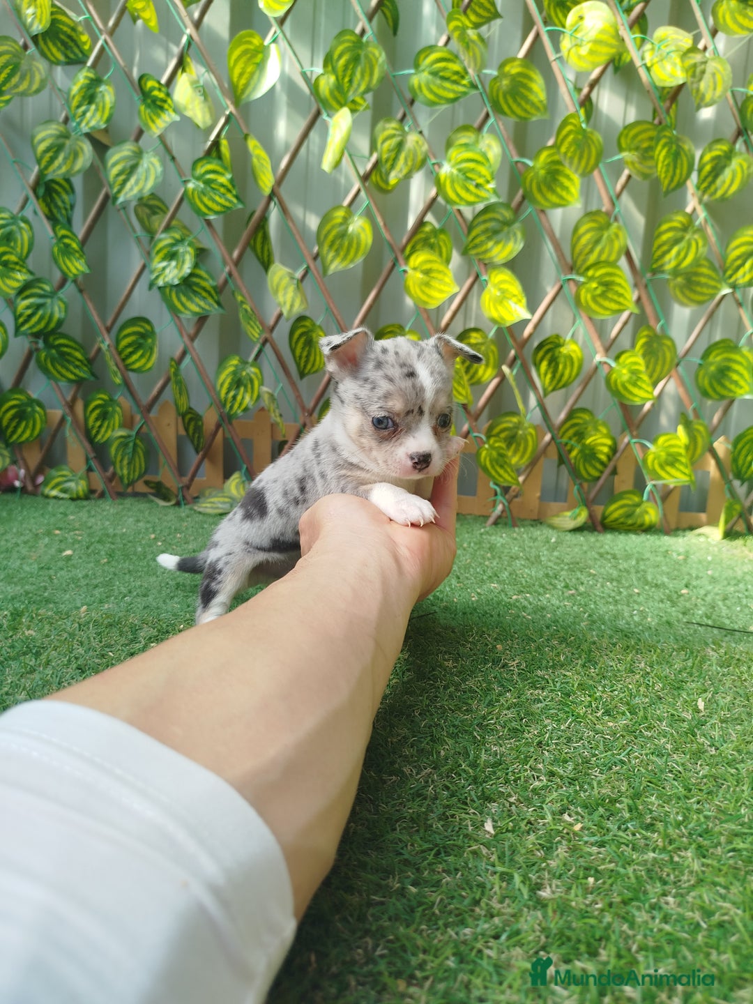 Chihuahua perros en venta: Chihuahua toy  - Anuncio 3