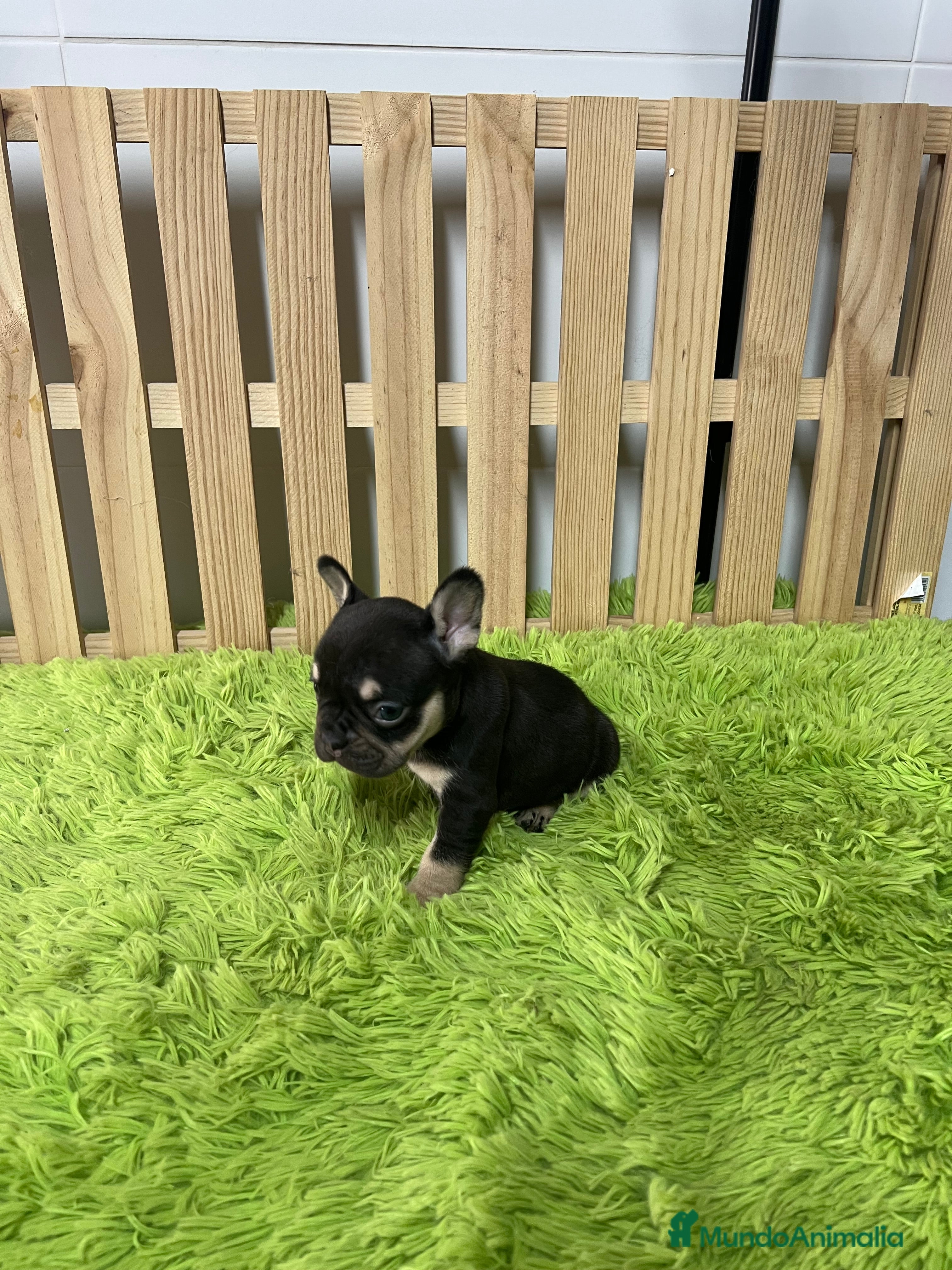 Bulldog Francés perros Bulldog francés chocolate  - Anuncio 3